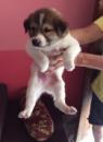 st bernard x labrador st bernard x labrador