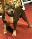 stud pitbull american bully stud pitbull american bully